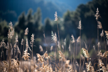 Plants in Lake Tsivlou, Peloponesse, Greece 