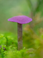 Purple lacquer funnel in the forest green