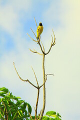 Obraz premium hermoso pájaro luis gordicuello amarillo con negro en el árbol y el cielo azul de fondo 