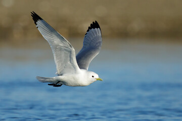 Pacific Black-legged Kittiwake, Rissa tridactyla pollicaris