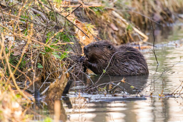 beaver on the river