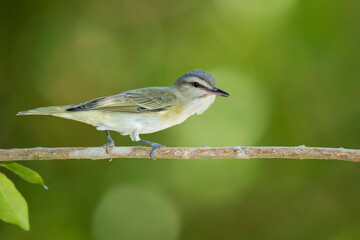 Black-whiskered Vireo, Vireo altiloquus barbatulus