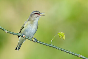 Black-whiskered Vireo, Vireo altiloquus barbatulus