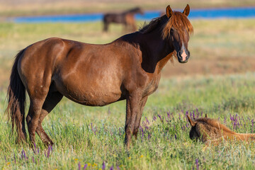 Portrait of wild horse in wildlife