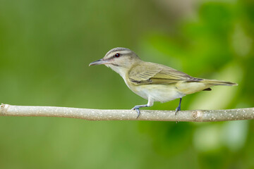 Black-whiskered Vireo, Vireo altiloquus barbatulus