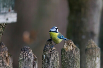 blue tit on a branch near the bird feeder