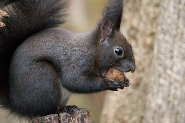 European brown squirrel in winter coat on a branch in the forest