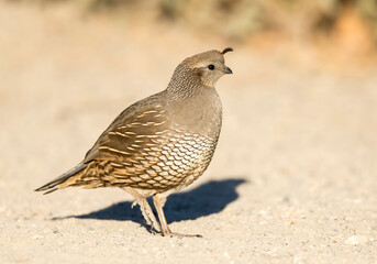 California Quail, Callipepla californica