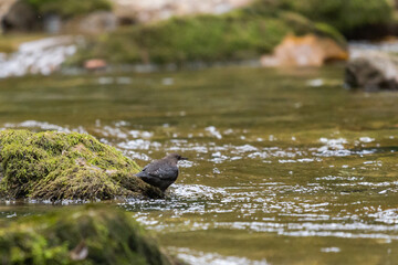 White-throated dipper or Cinclus cinclus on a mountain river