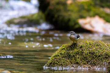Grey wagtail on a rock, in the middle of a mountain river