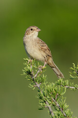 Cassin's Sparrow, Peucaea cassinii