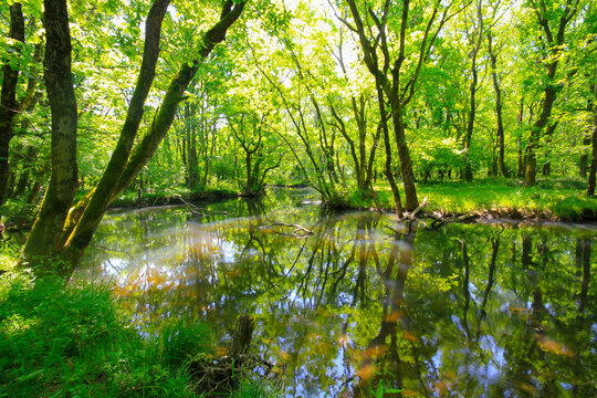 Igneada forest and river. Small town on the Black Sea coast in Turkey Kirklareli Province. Natural beauty with scenic view.