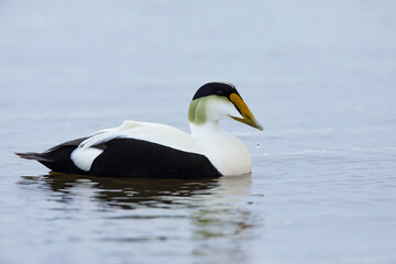 American Eider, Somateria mollissima