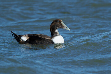 Dresser's Eider, Somateria mollissima dresseri