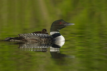 Common Loon, Gavia immer