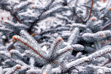 Naklejka na ściany i meble Snow covered blue silver spruce branches. Winter holydays background. Selective focus.