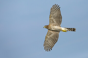 Cooper's Hawk, Accipiter cooperii