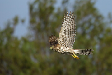 Cooper's Hawk, Accipiter cooperii