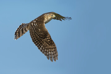 Cooper's Hawk, Accipiter cooperii