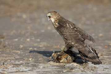 Cooper's Hawk, Accipiter cooperii