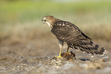 Cooper's Hawk, Accipiter cooperii