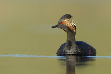 North American Black-necked Grebe, Podiceps nigricollis californicus