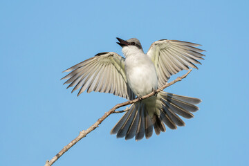 Gray Kingbird, Tyrannus dominicensis