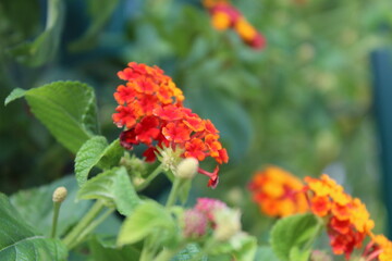 red and yellow flowers