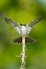 Gray Kingbird, Tyrannus dominicensis