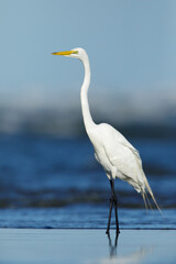 American Great Egret, Ardea alba egretta