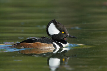 Hooded Merganser, Lophodytes cucullatus