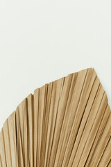 Closeup of dry tropical palm leaf on white background. Minimal floral texture composition.