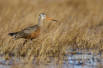 Hudsonian Godwit, Limosa haemastica