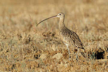 Long-billed Curlew, Numenius americanus