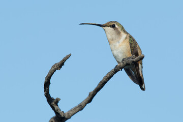 Lucifer Hummingbird, Calothorax lucifer