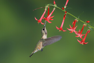 Lucifer Hummingbird, Calothorax lucifer