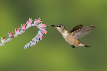 Lucifer Hummingbird, Calothorax lucifer