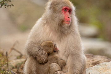 抱き着くサルの赤ちゃん