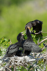 Neotropic Cormorant, Phalacrocorax brasilianus