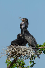 Neotropic Cormorant, Phalacrocorax brasilianus