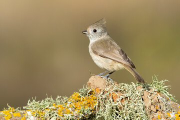 Oak Titmouse, Baeolophus inornatus © AGAMI