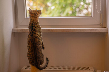 bengalkatze schaut aus dem fenster