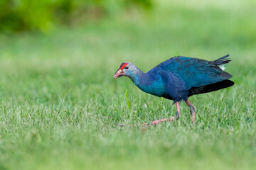 Grey-headed Swamphen, Porphyrio poliocephalus