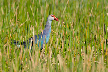 Grey-headed Swamphen, Porphyrio poliocephalus
