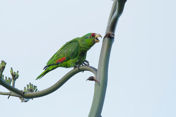 Red-crowned Parrot, Amazona viridigenalis