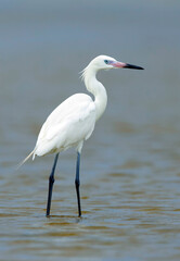 Reddish Egret, Egretta rufescens