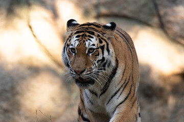 カッコいいトラ