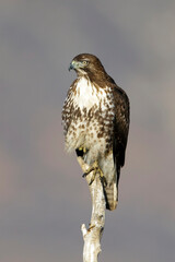 Red-tailed Hawk, Buteo jamaicensis