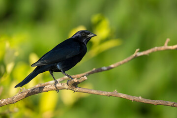 Shiny Cowbird, Molothrus bonariensis
