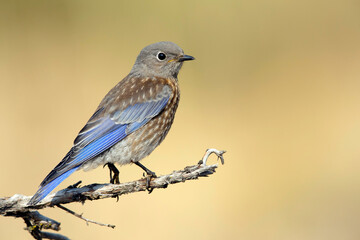 Western Bluebird, Sialia mexicana